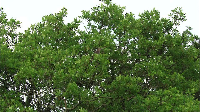 Northern Mockingbird - ML480238