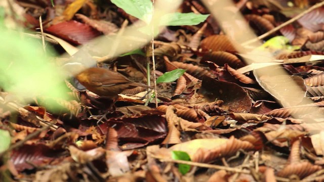 Bornean Black-capped Babbler - ML480239