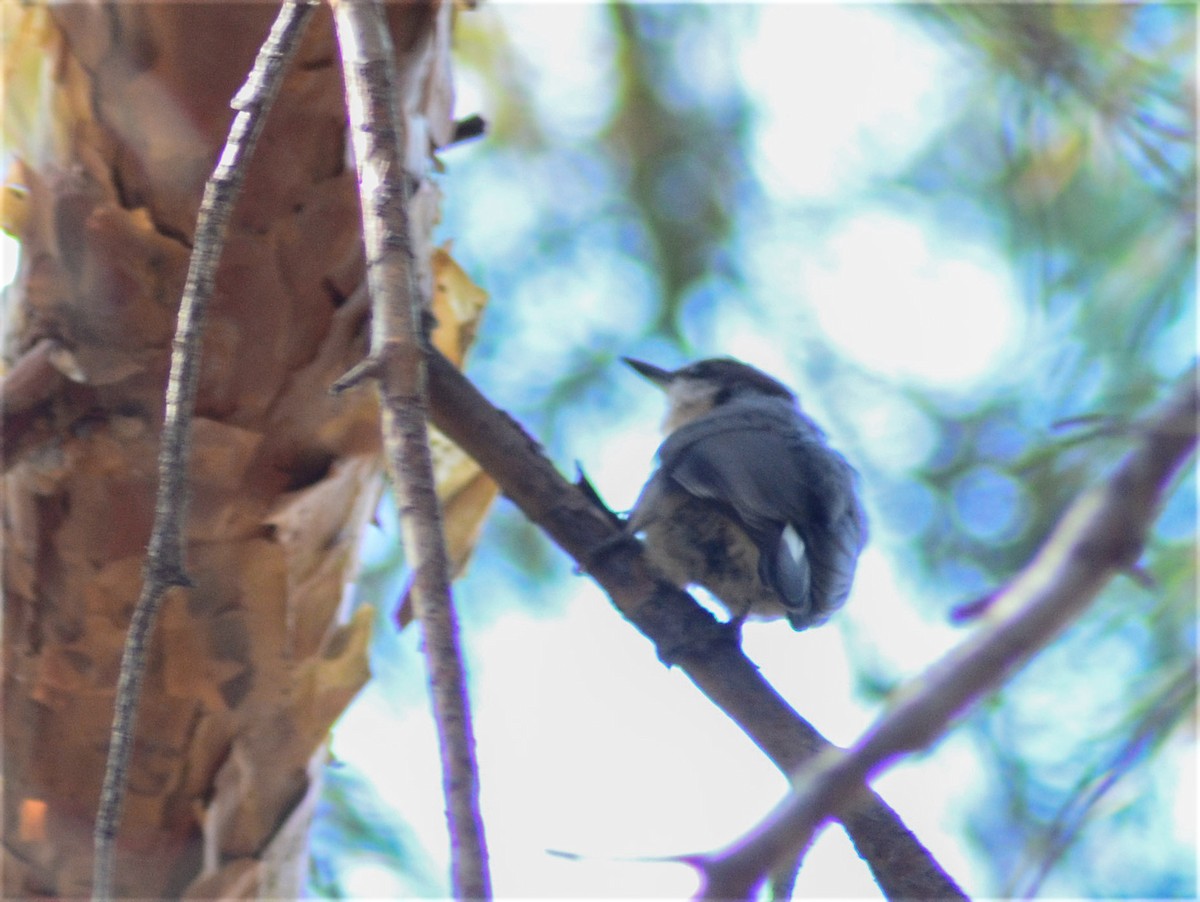 Pygmy Nuthatch - ML480240521