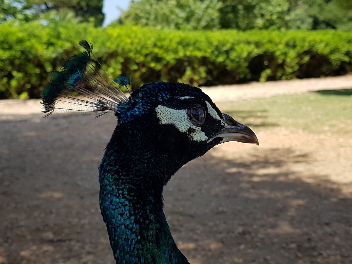 Indian Peafowl (Domestic type) - ML480241991