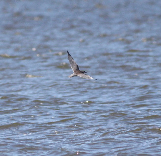 Black Tern (American) - ML480242041