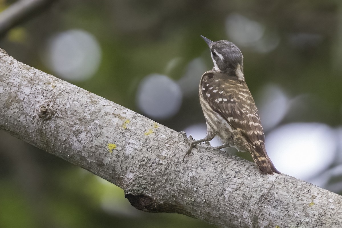 Sulawesi Pygmy Woodpecker - Robert Lockett