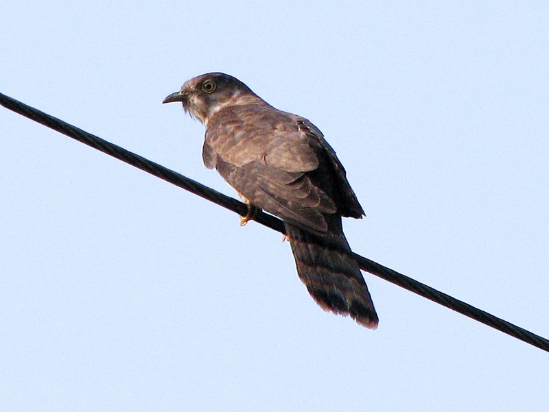 Common Hawk-Cuckoo - ML48024221