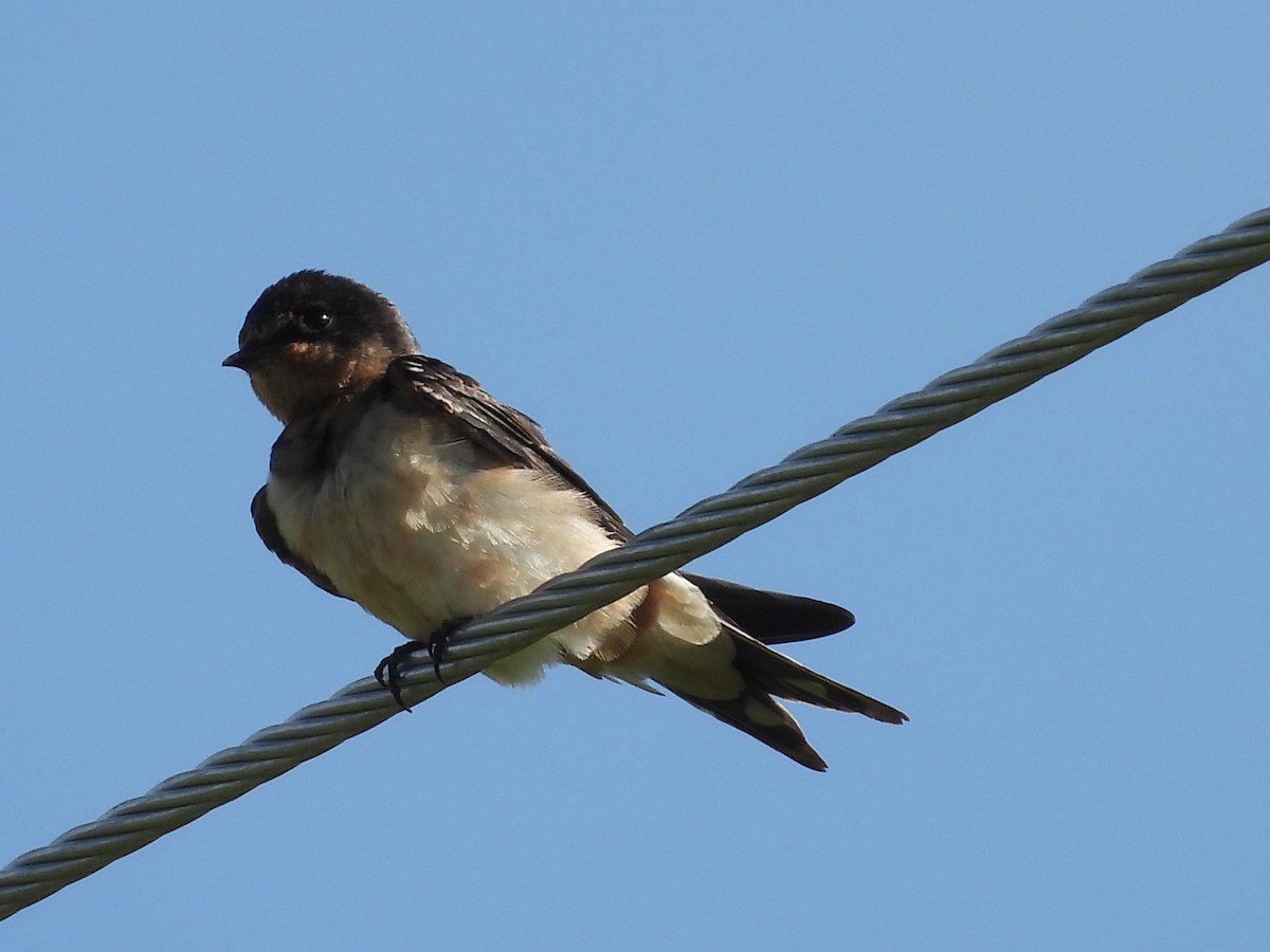 Barn Swallow - ML480244291
