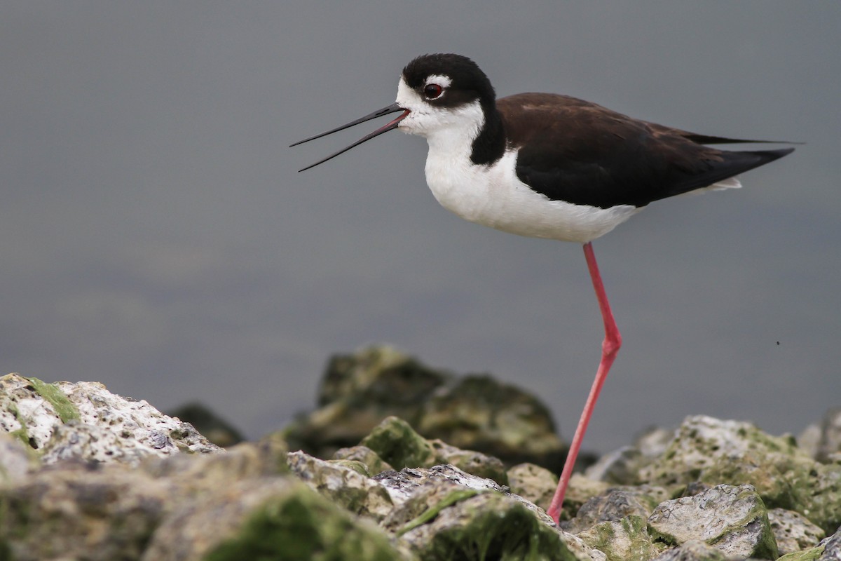 Black-necked Stilt - ML480247001