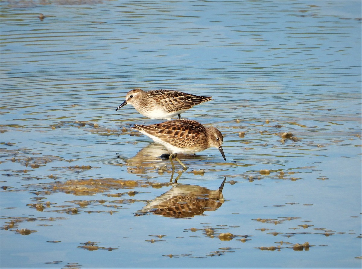 pygmésnipe - ML480247661