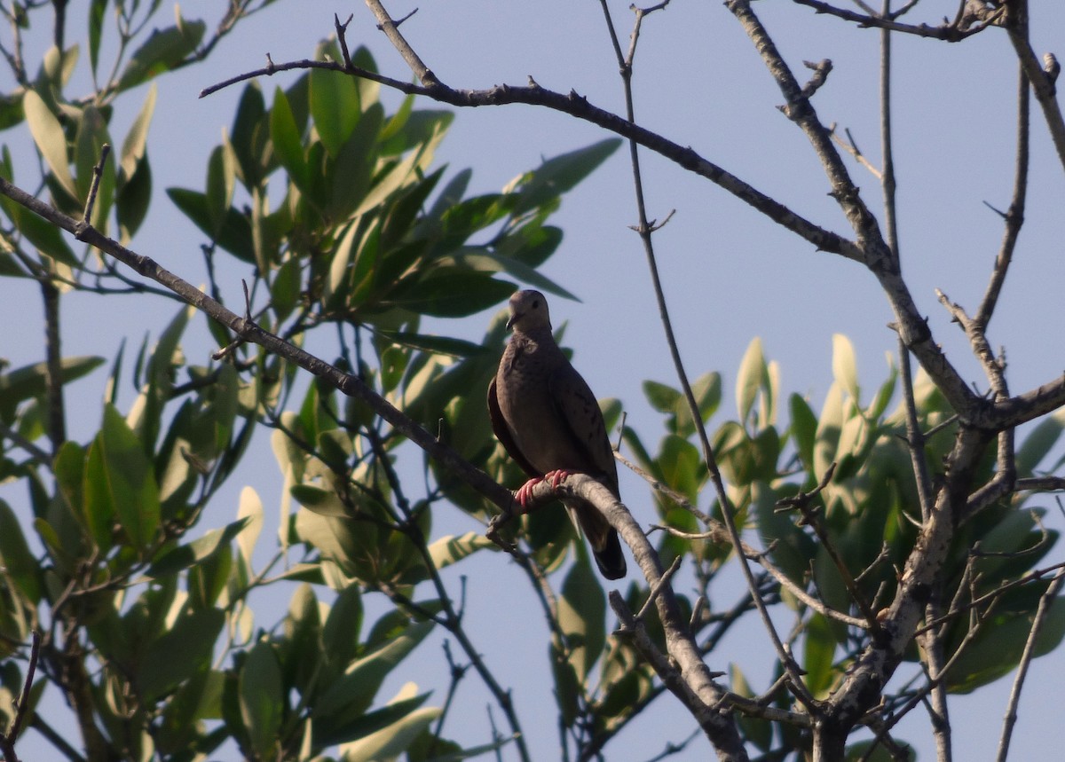 Common Ground Dove - Roselvy Juárez