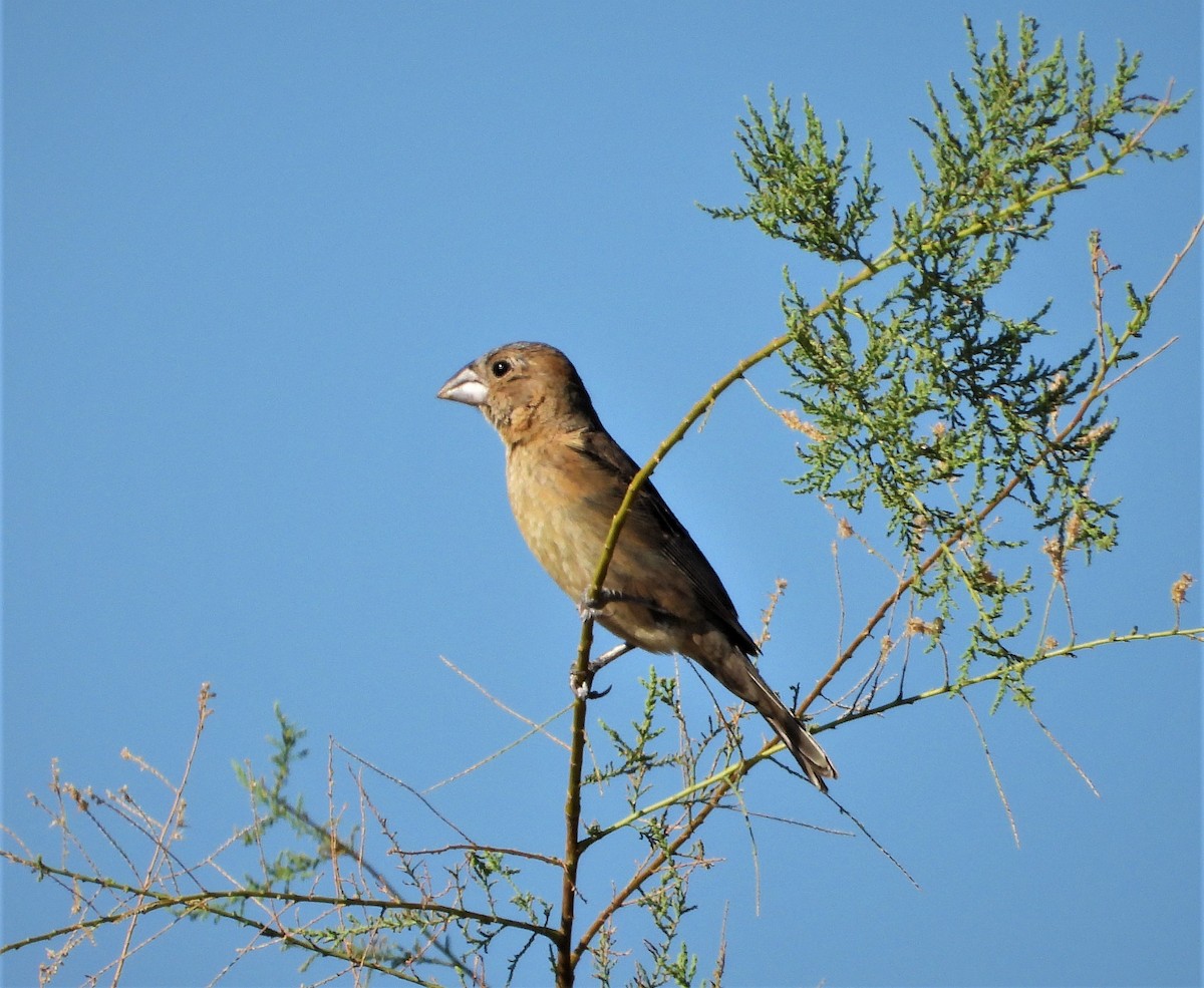 blåtykknebb - ML480248001