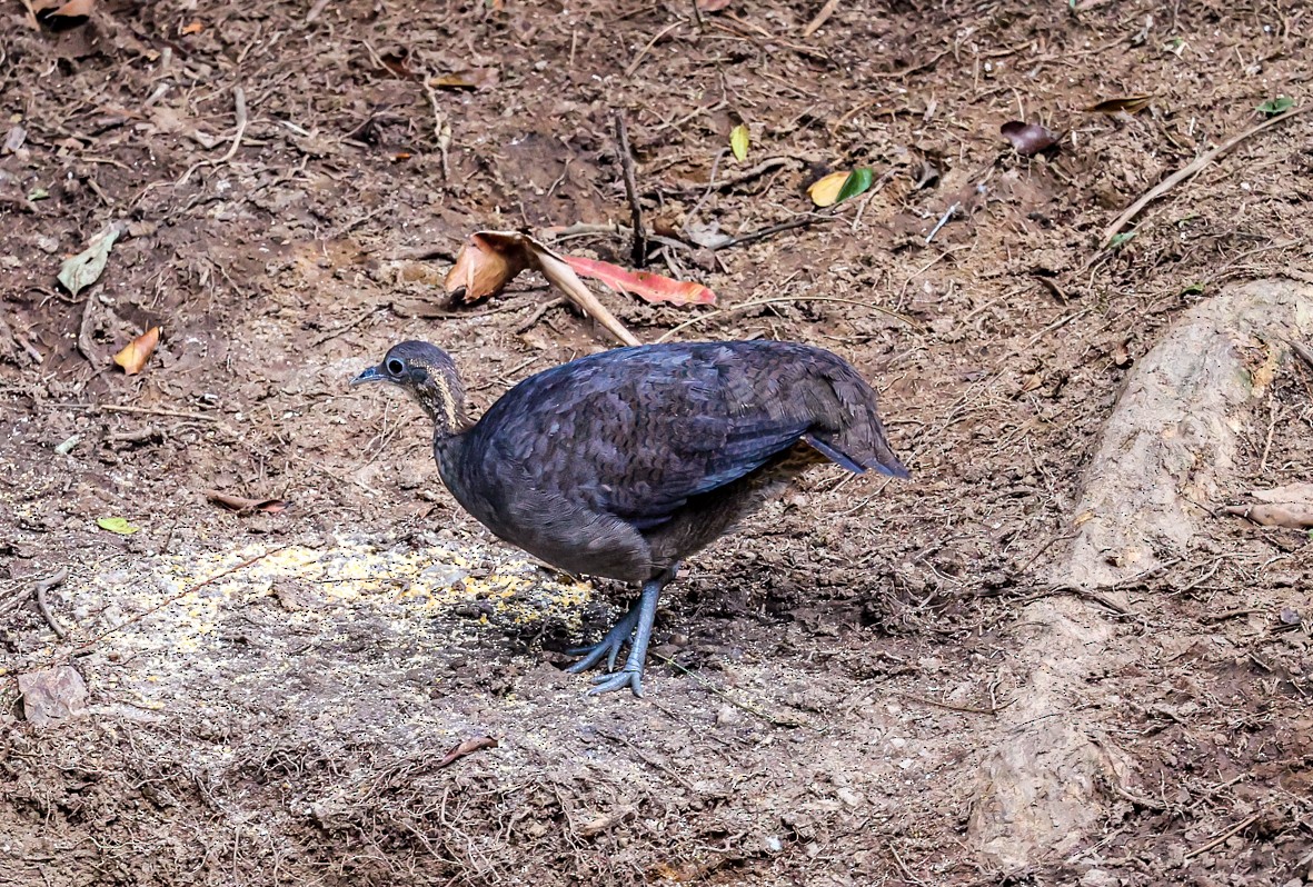 Solitary Tinamou - Clarisse Odebrecht
