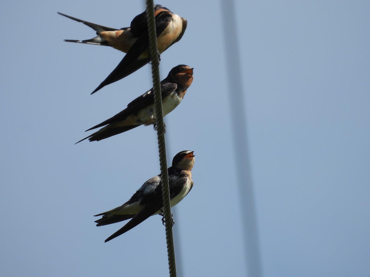 Barn Swallow - ML480248801