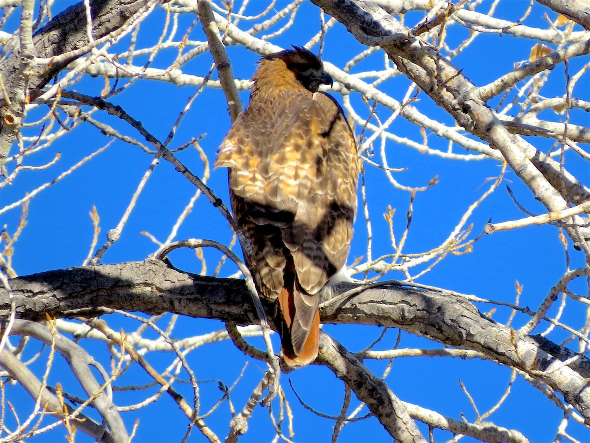 Red-tailed Hawk (calurus/alascensis) - Ted Floyd
