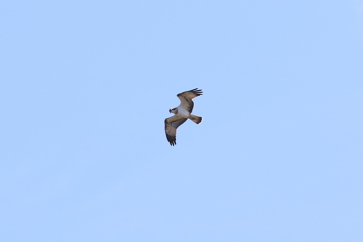 Osprey - Ray Scally