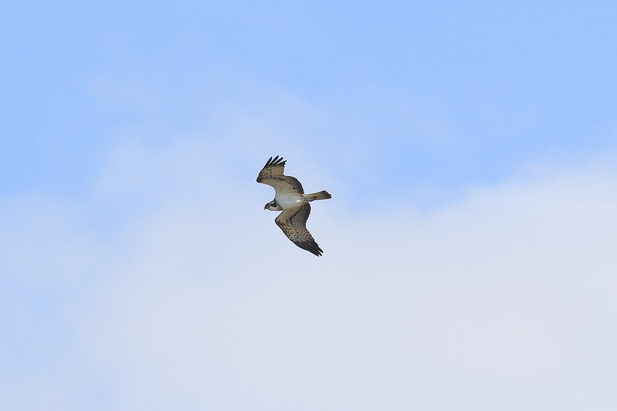 Osprey - Ray Scally