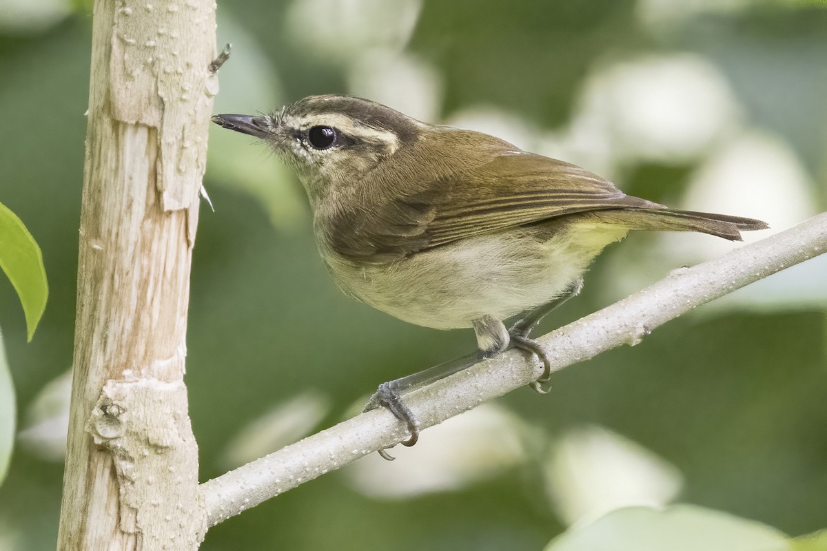 Lompobattang Leaf Warbler - Robert Lockett