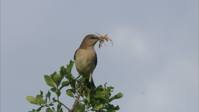 Northern Mockingbird - ML480250