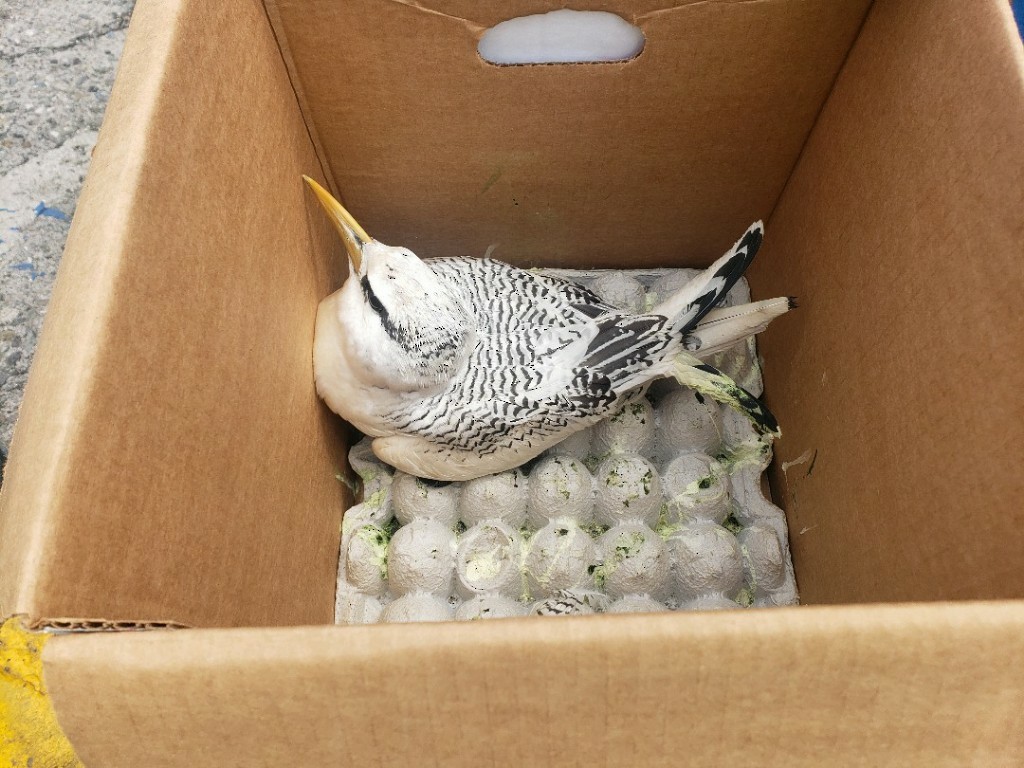 Red-billed Tropicbird - ML480250551