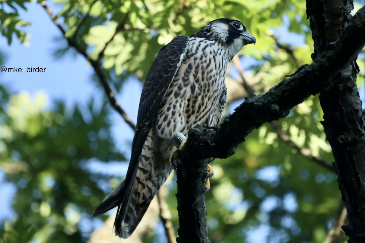 Peregrine Falcon - Ira Blau