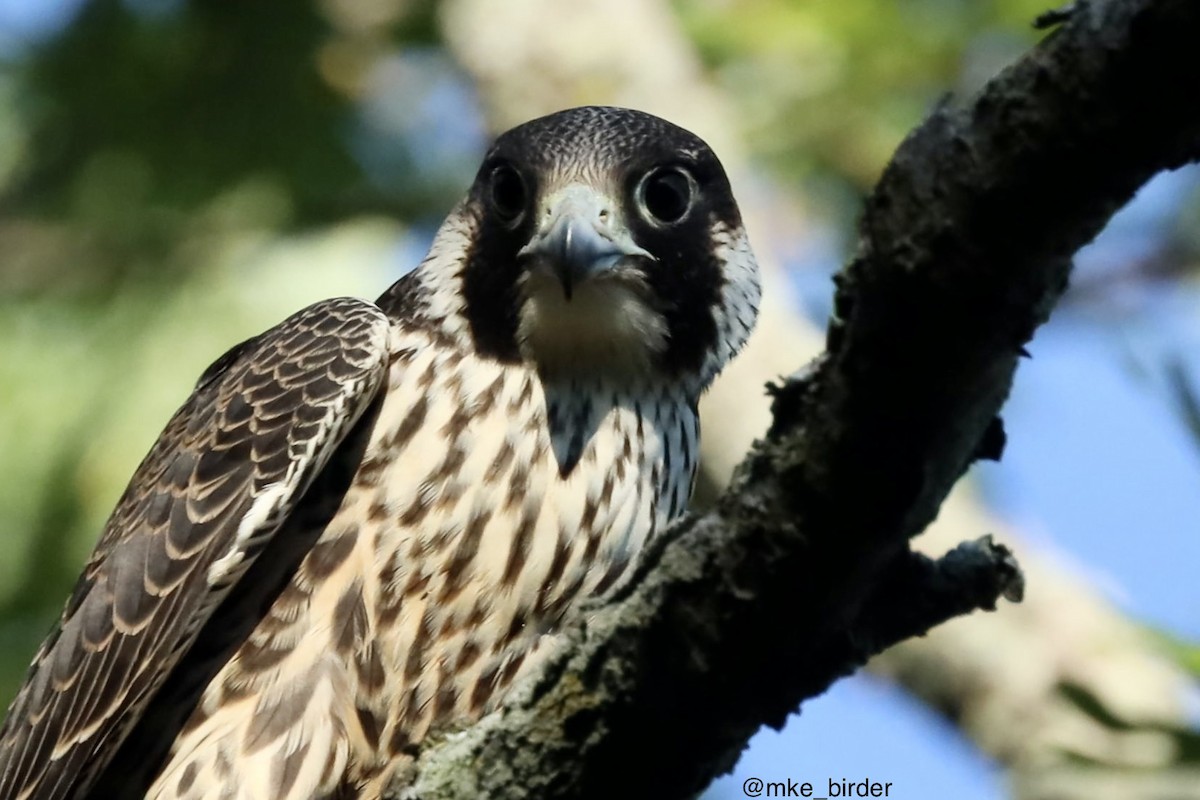 Peregrine Falcon - Ira Blau