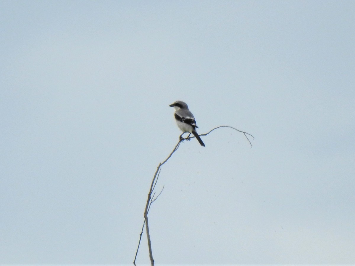 Loggerhead Shrike - ML480251901