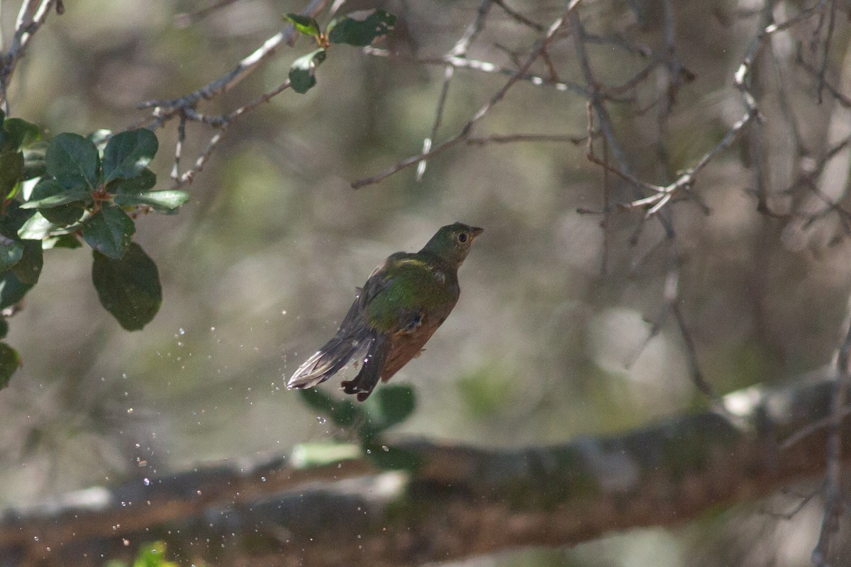 eBird Checklist 1 Sep 2022 Painted Bunting Stakeout (2022), San