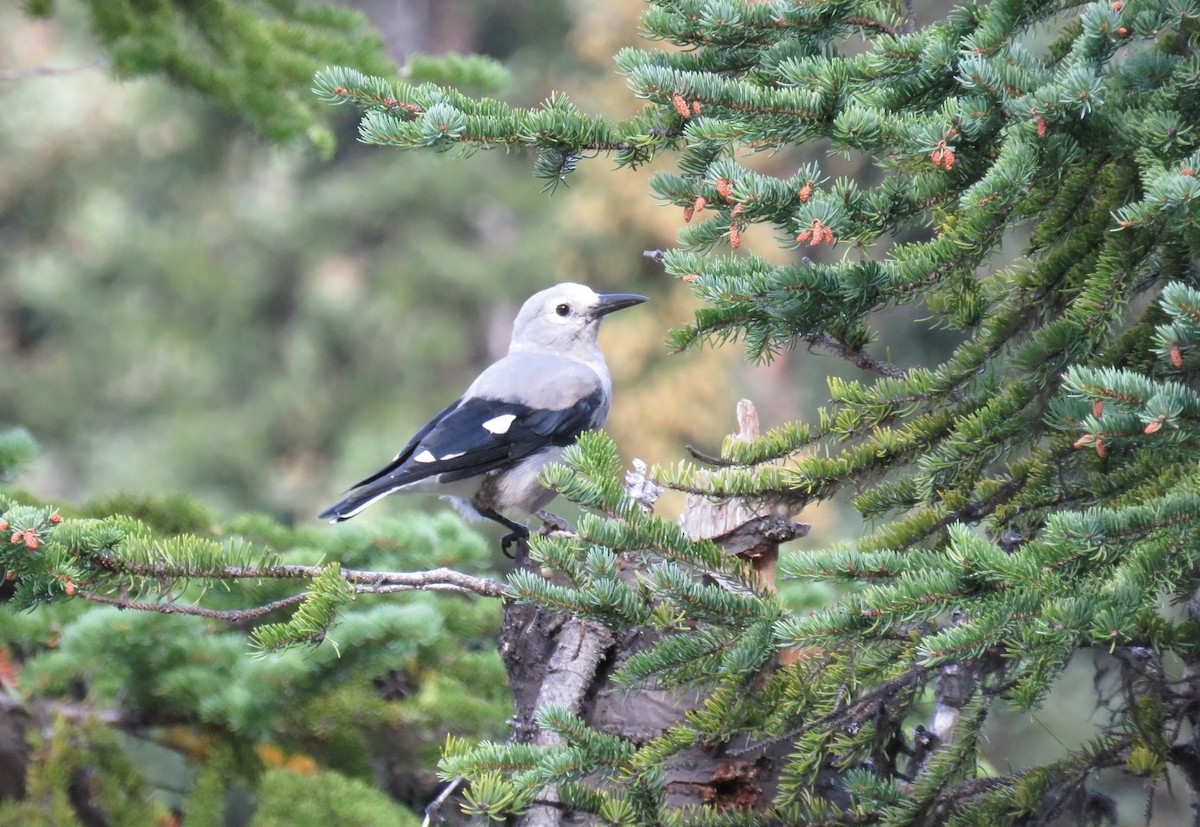 Clark's Nutcracker - Edward McKen