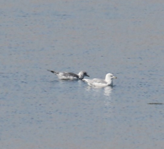 Short-billed Gull - Bradley Waggoner