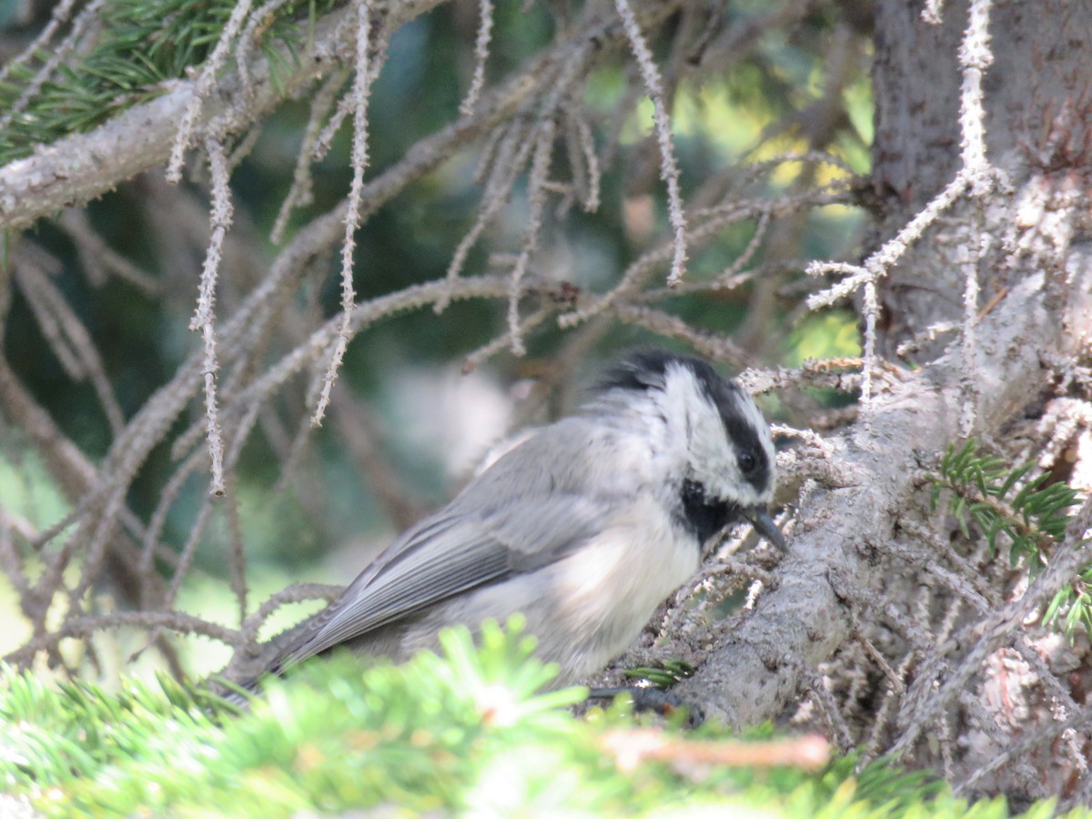 Mountain Chickadee - ML480254801