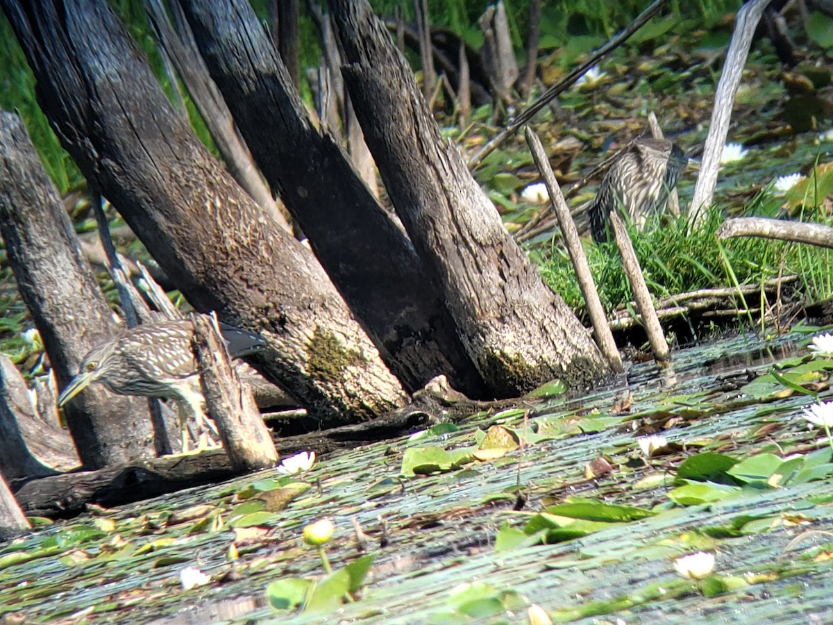 Black-crowned Night Heron - ML480254841