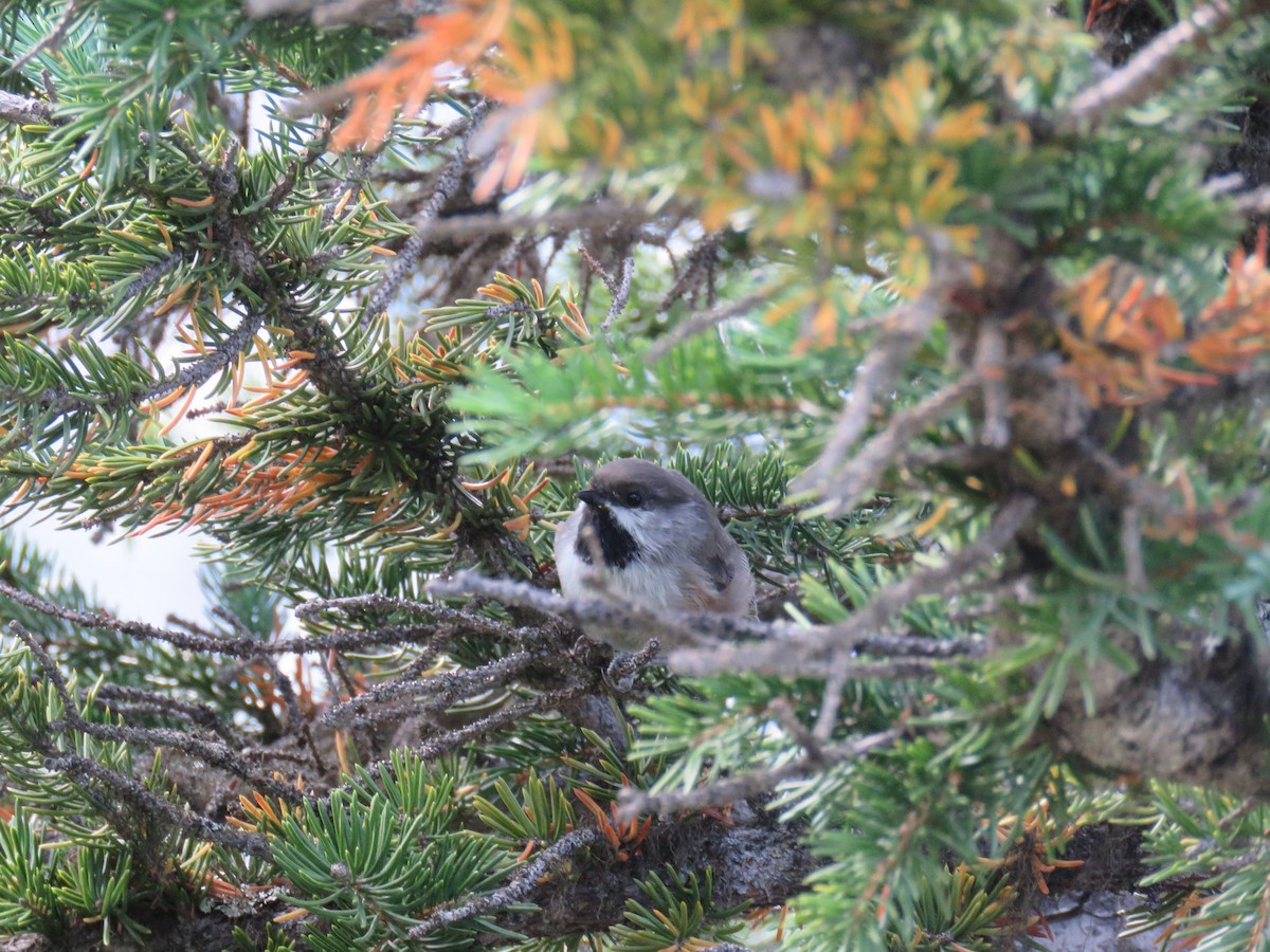 Mésange à tête brune - ML480254941