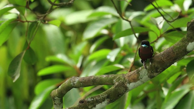 Banded Broadbill - ML480255