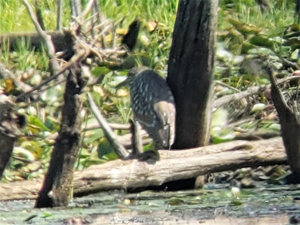 Black-crowned Night Heron - ML480255481