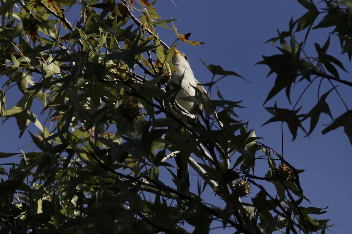 Yellow-billed Cuckoo - ML480256771