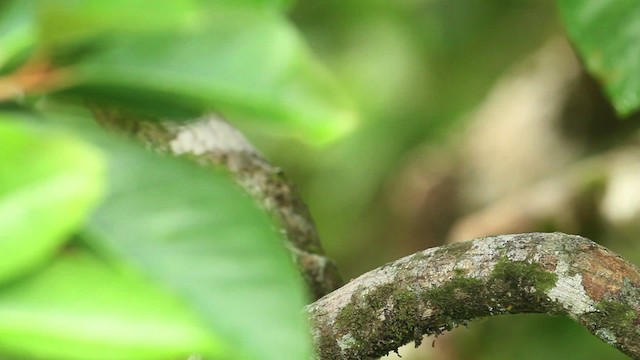 Banded Broadbill - ML480257