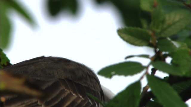 Northern Mockingbird - ML480258