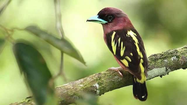 Banded Broadbill - ML480259