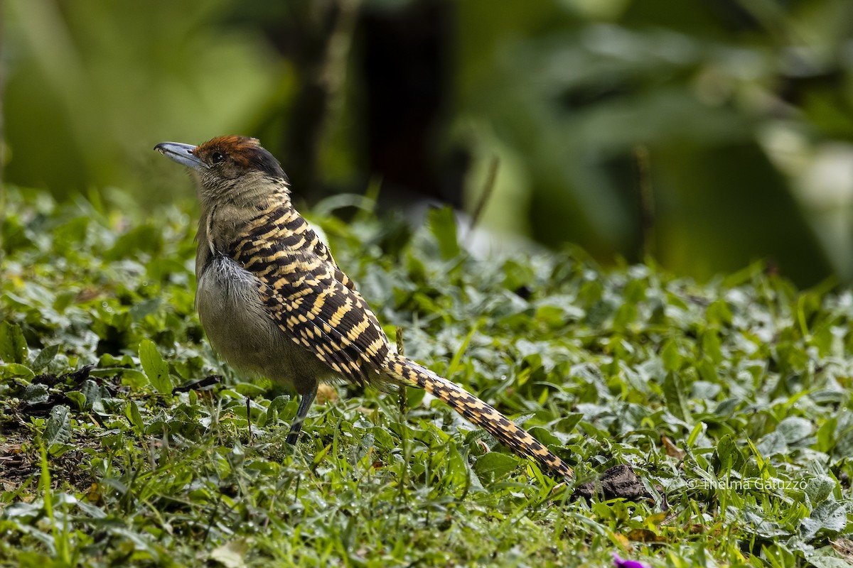 Giant Antshrike - ML480259771