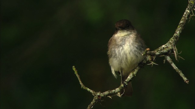 Eastern Phoebe - ML480260