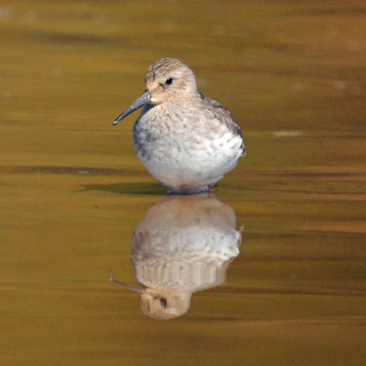 Dunlin - David Kirschke