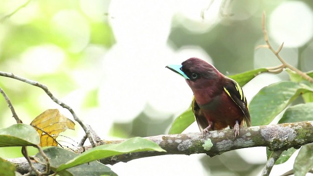 Banded Broadbill - ML480261