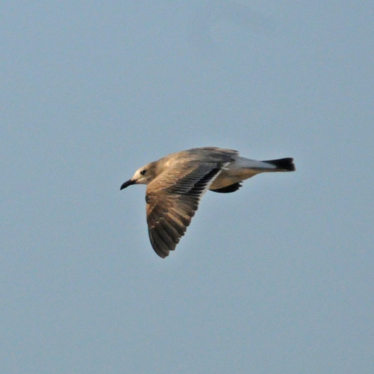 Laughing Gull - ML480261311