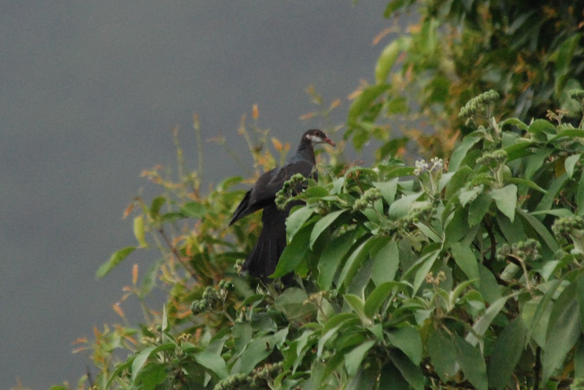 Metallic Pigeon - ML48026251