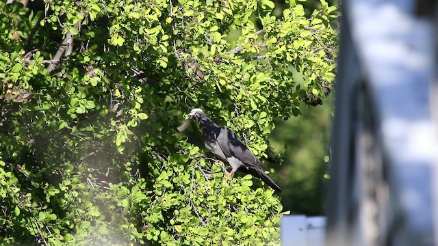 Pigeon à couronne blanche - ML480262751