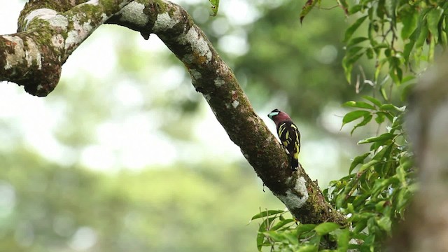 Banded Broadbill - ML480263