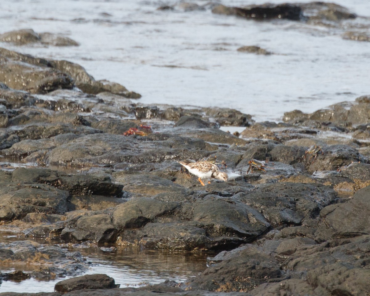 Ruddy Turnstone - ML480263121