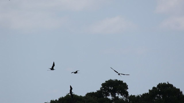 Magnificent Frigatebird - ML480263821