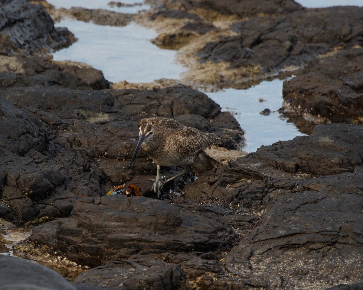 Whimbrel - ML480263961