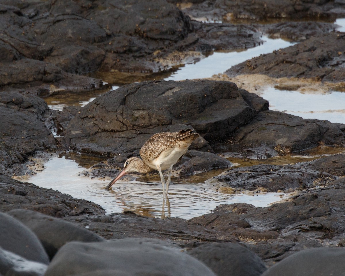 Whimbrel - ML480263981