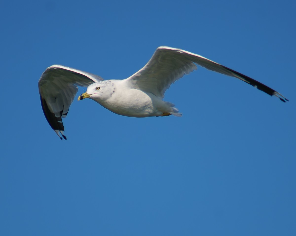 Ring-billed Gull - ML480264291