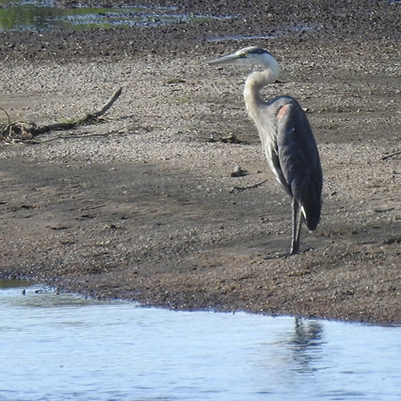 Great Blue Heron - ML480264601