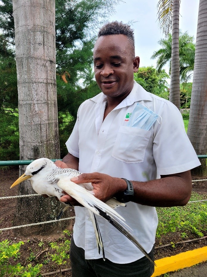 Red-billed Tropicbird - ML480265001